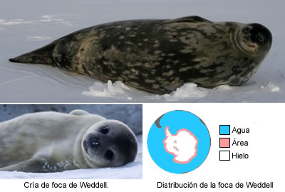 Foca de Weddell (Leptonychotes weddellii)