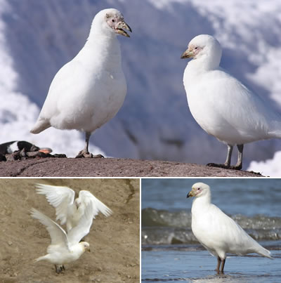 Paloma antártica (Chionis alba)