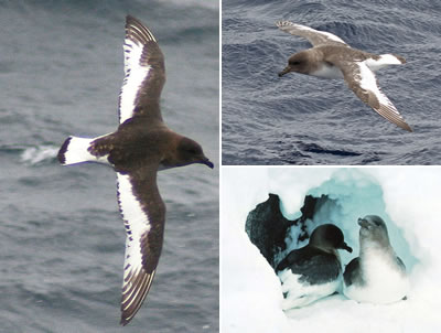 Petrel antártico (Thalassoica antarctica)