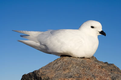 Petrel níveo o Petrel blanco (Pagodroma nivea)