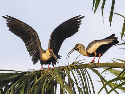 Bandurria Baya (Theristicus Caudatus)