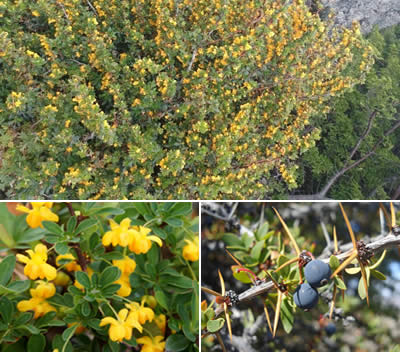 Calafate (Berberis buxifolio)