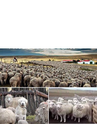 ganadería en tierra del fuego