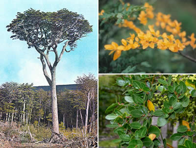 Guindo, Coihue blanco o Coigüe de Magallanes (Nothofagus betuloides)