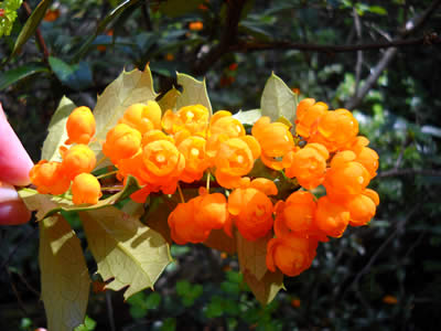 Michay (Berberis ilicifolia)