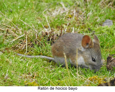 ratón de hocico bayo