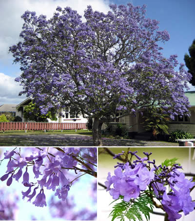 Jacaranda