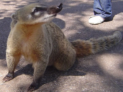 Coatí