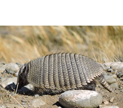 Armadillo Peludo (Chaetophractus villosus)