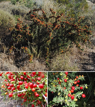 Piquillín (Condalia microphylla)