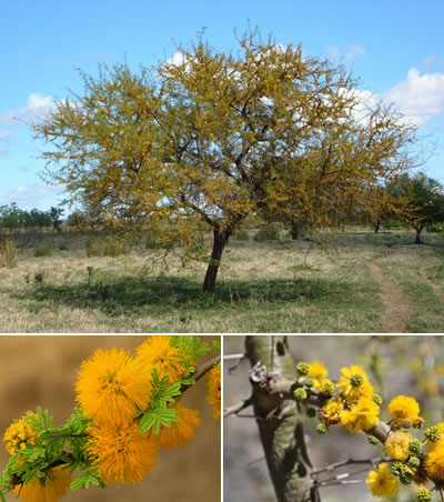 Espinillo (Acacia caven)