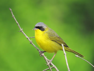 Arañero cara negra (Geothlypis aequinoctialis)