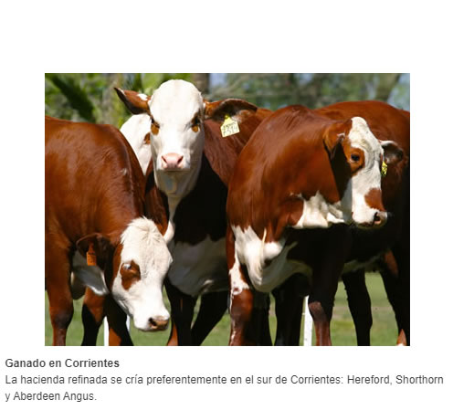 Ganado en Corrientes La hacienda refinada se cría preferentemente en el sur de Corrientes: Hereford, Shorthorn y Aberdeen Angus.