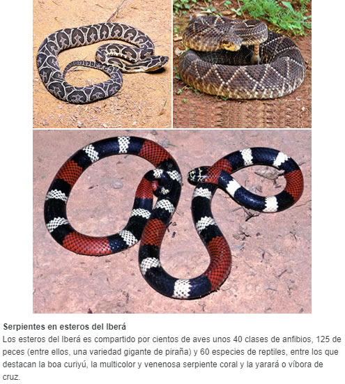 Serpientes en esteros del Iberá  Los esteros del Iberá es compartido por cientos de aves unos 40 clases de anfibios, 125 de peces (entre ellos, una variedad gigante de piraña) y 60 especies de reptiles, entre los que destacan la boa curiyú, la multico