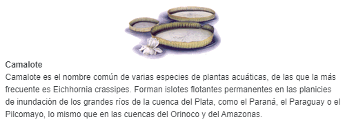 Camalote es el nombre común de varias especies de plantas acuáticas, de las que la más frecuente es Eichhornia crassipes. Forman islotes flotantes permanentes en las planicies de inundación de los grandes ríos de la cuenca del Plata, como el Paraná,