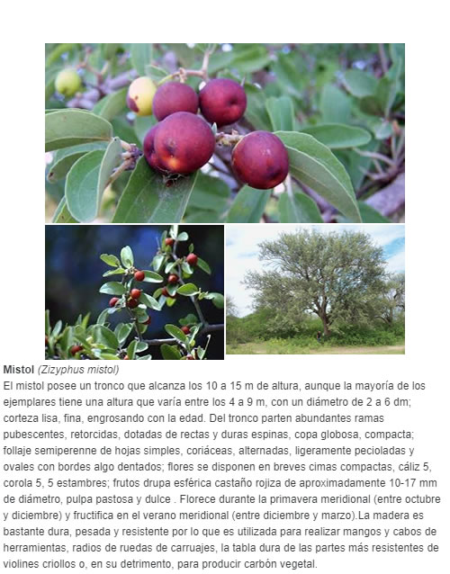 el mistol (Zizyphus mistol) con usos medicinales y alimenticios