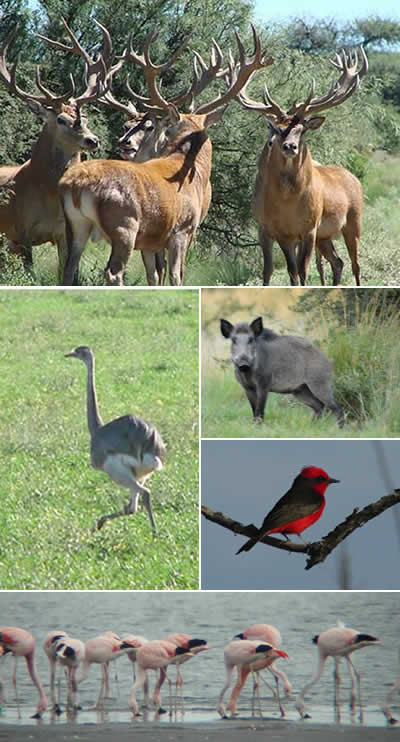 Avistajes de fauna en parque luro