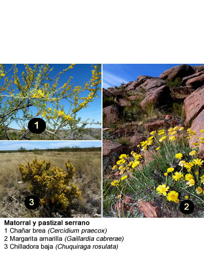 Flora de la provinca de la pampa  - Matorral y pasizal serrano