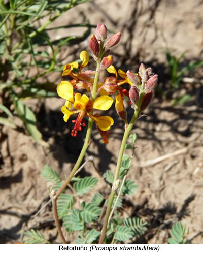 Flora de la provinca de la pampa  - Matorral halófilo y semihalófilo