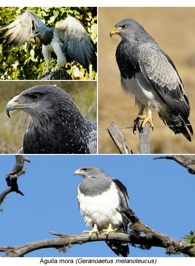 Águila Mora fauna de mendoza