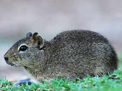 Cuis chico (Microcavia australis)