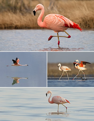 Flamenco (Phoenicopterus chilensis)