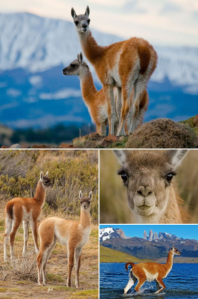 Guanaco (Lama guanicoe)