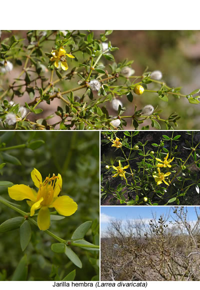 Jarilla hembra (Larrea divaricata)