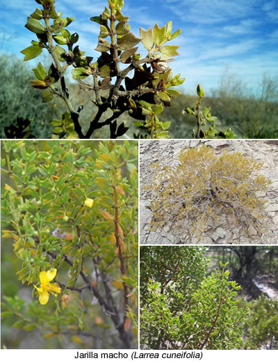 Jarilla macho (Larrea cuneifolia)