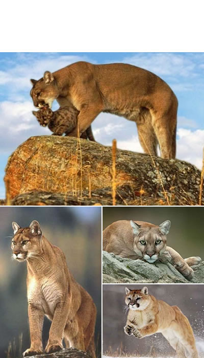 El puma (Puma concolor)