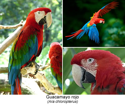 Guacamayo rojo  (Ara chloropterus)