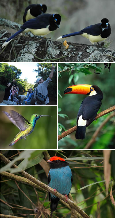 Observación de Aves en Misiones