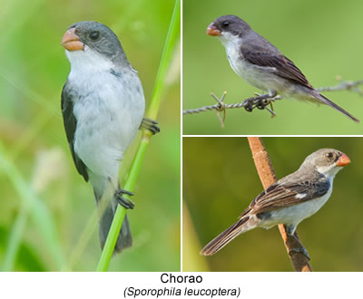 Chorao (Sporophila leucoptera)