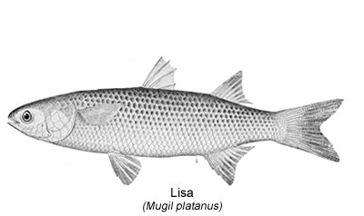 Lisa (Mugil platanus)