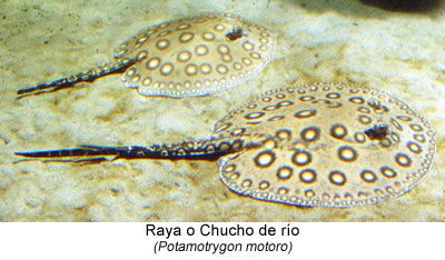 Raya o Chucho de río (Potamotrygon motoro)