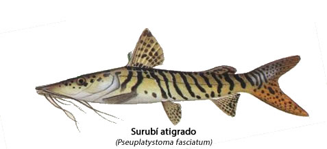 Surubí atigrado (Pseuplatystoma fasciatum)