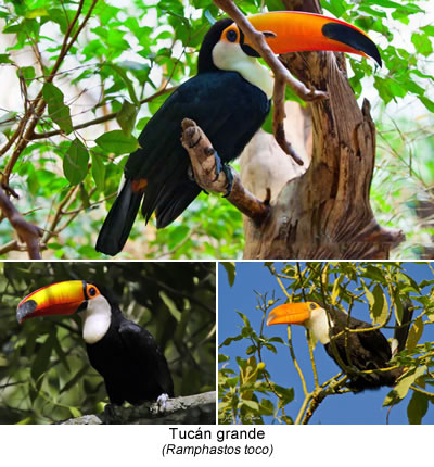 Tucán grande (Ramphastos toco)