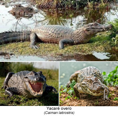 Yacaré overo (Caiman latirostris)