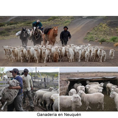 Ganadería en Neuquén