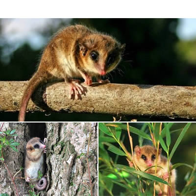 Monito del monte (Dromiciops gliroides)