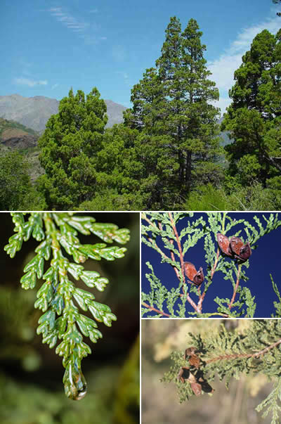 Ciprés de la cordillera (Austrocedrus chilensis)