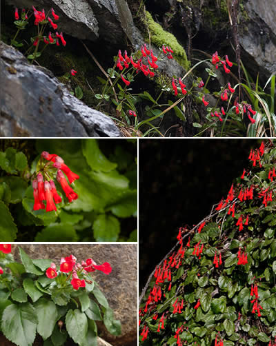 Lágrima del Arroyo (Ourisia ruelloides)