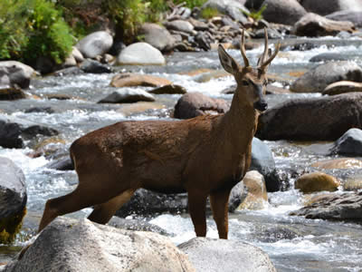 Huemul  (Hippocamelus bisulcus)