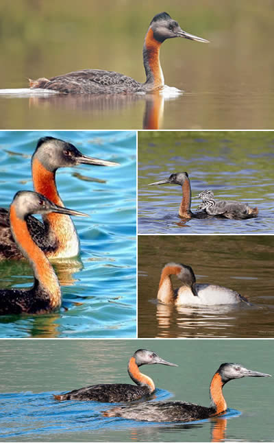 Hualá o Macá Grande (Podiceps major).