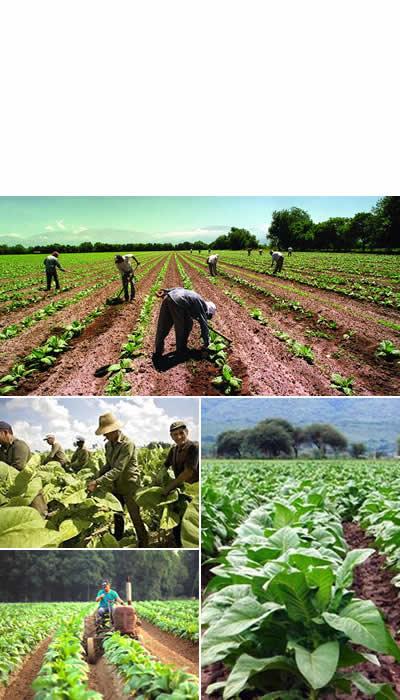 Tabaco en la provincia de Salta