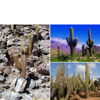 Cardón de la Puna (Echinopsis atacamensis)