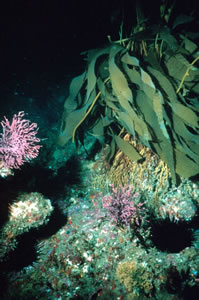 Macrocystis pyrifera