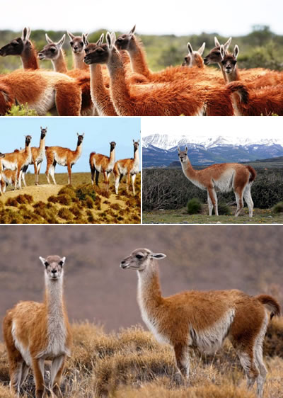 Cane de Guanaco