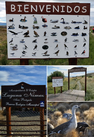 Reserva Natural Municipal Laguna Nimez - turismo en el calafate