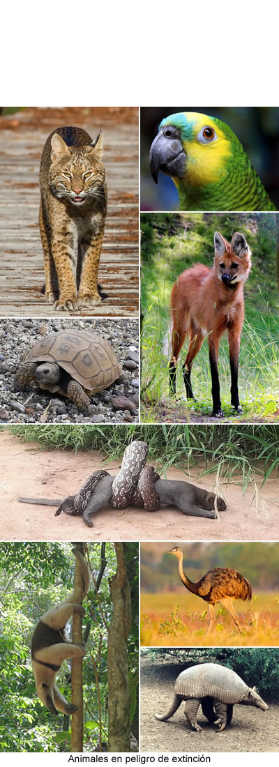 Animales en peligro de extinción